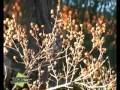Fichas Tecnicas Plantas Ornamentales