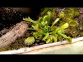 Plantas Carnivoras Xalapa