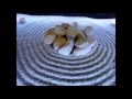 Diseño De Jardines Zen Interiores