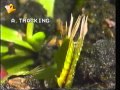 Nome De Especies De Plantas Carnivoras