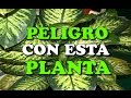 Plantas Ornamentales Venenosas Dieffenbachia