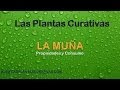 Plantas Curativas Y Sus Propiedades