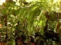 Tipos De Plantas Ornamentales De Venezuela