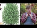 Plantas Curativas Chilenas