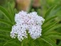 Plantas Curativas Cicatrizantes