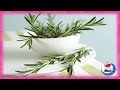 Plantas Curativas Y Sus Beneficios
