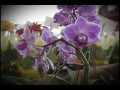 Plantas Carnivoras Son Venenosas