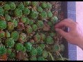 Decoracion De Jardines Verticales