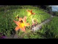 Plantas Ornamentales De Guatemala