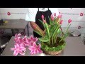 Arreglos Florales Tulipanes