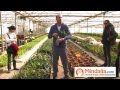 Plantas Curativas Balaguer