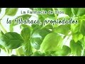 Plantas Curativas Albahaca