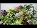 Plantas Ornamentales En Chile