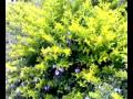 Arbustos Ornamentales De Sol