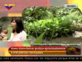 Viveros De Plantas Ornamentales En Venezuela