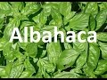Plantas Curativas En La Biblia