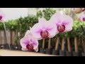 Historia Sobre Las Plantas Ornamentales