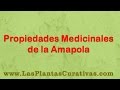 La Biblia De Las Plantas Medicinales Y Curativas