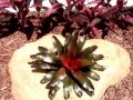 Diseño De Jardines Tropicales