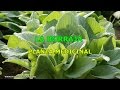 Plantas Curativas Con Sus Nombres