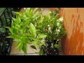 Arboles Frutales Citricos