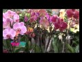 Viveros De Plantas Ornamentales En Venezuela