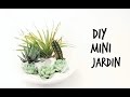 Diseño De Jardines Con Cactus