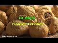 Plantas Curativas En Bolivia