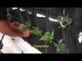 Arbustos Ornamentales Verdes