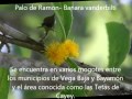 Arboles Frutales Nativos De Puerto Rico