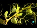 Plantas Carnivoras Acuaticas