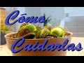 Plantas Carnivoras Venezuela