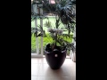 Plantas Ornamentales Artificiales En Monterrey