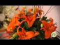 Arreglos Florales Bayamon Pr