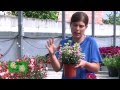 Plantas Ornamentales De Sombra En Venezuela
