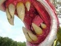 Nome E Fotos De Plantas Carnivoras