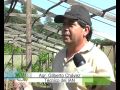 Plantas Ornamentales Ventajas