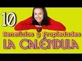 Plantas Ornamentales Anuales