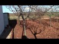 Epocas De Produccion De 20 Arboles Frutales