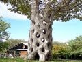 Arboles Frutales Mas Altos