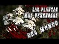 Plantas Ornamentales Peligrosas