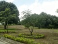 Venta Arboles Frutales Costa Rica