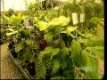 Arboles Frutales En Puerto Rico