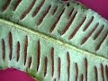 Plantas Curativas Cicatrizantes