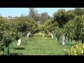 Arboles Frutales Subtropicales