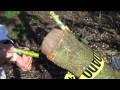 Como Injertar Arboles Frutales Aguacate