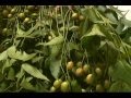 La Biblia De Las Plantas Medicinales Y Curativas