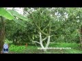 Arboles Frutales Abonos