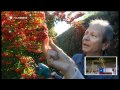 Arbustos Ornamentales Infojardin
