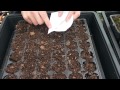 Donde Puedo Comprar Plantas Carnivoras En Chile